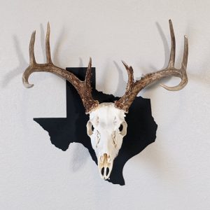 Deer Skull on Black Texas State European mount skull hanger